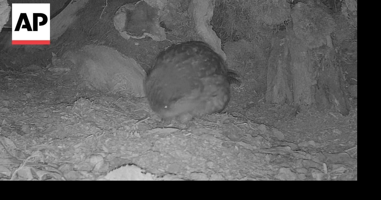 New Zealand's endangered flightless parrot hatches an egg