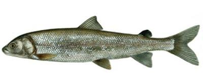 whitefish