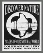 Coleman Gallery