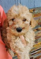 Miniature Golden Doodle F1B pu