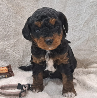 Miniature Aussiedoodle Puppies