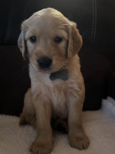 Old Golden Golden Retriever Puppies Done Deal Golden Retriever