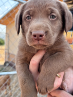 Labrador for sale