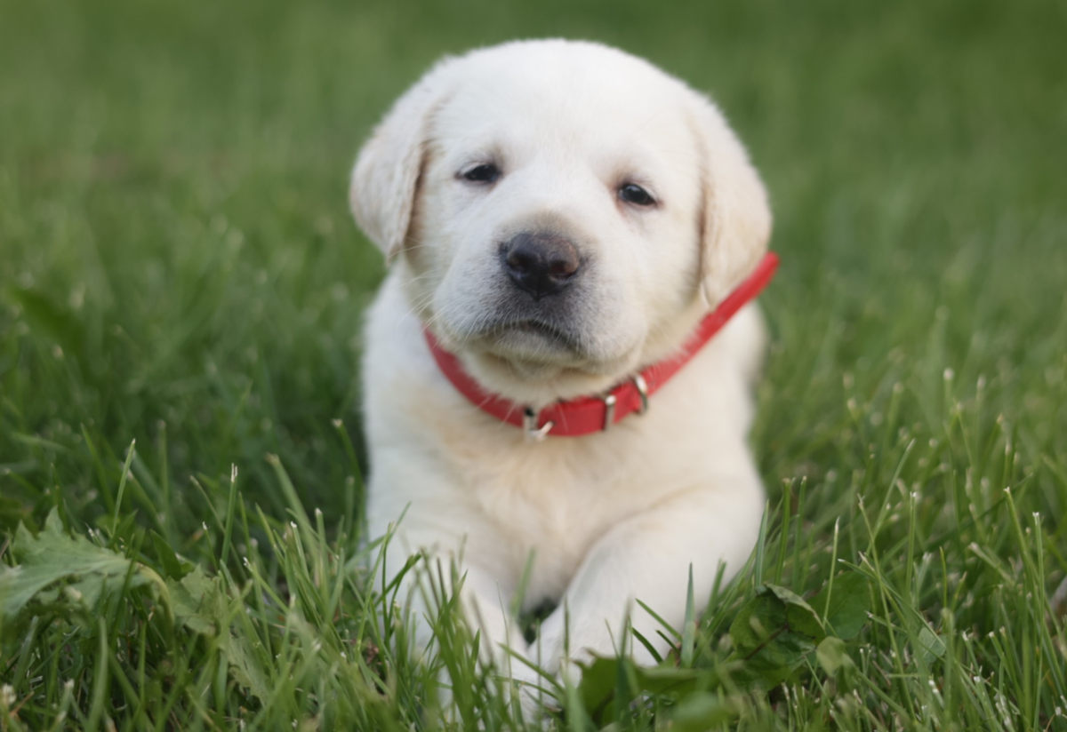 Akc English White Lab Puppies For Sale Near Me Akc White Lab