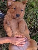 AKC Golden Retriever Puppies