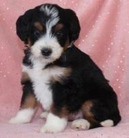 Mini Bernedoodle Puppies Avail