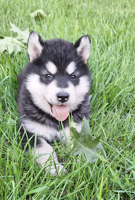 AKC ALASKAN MALAMUTES