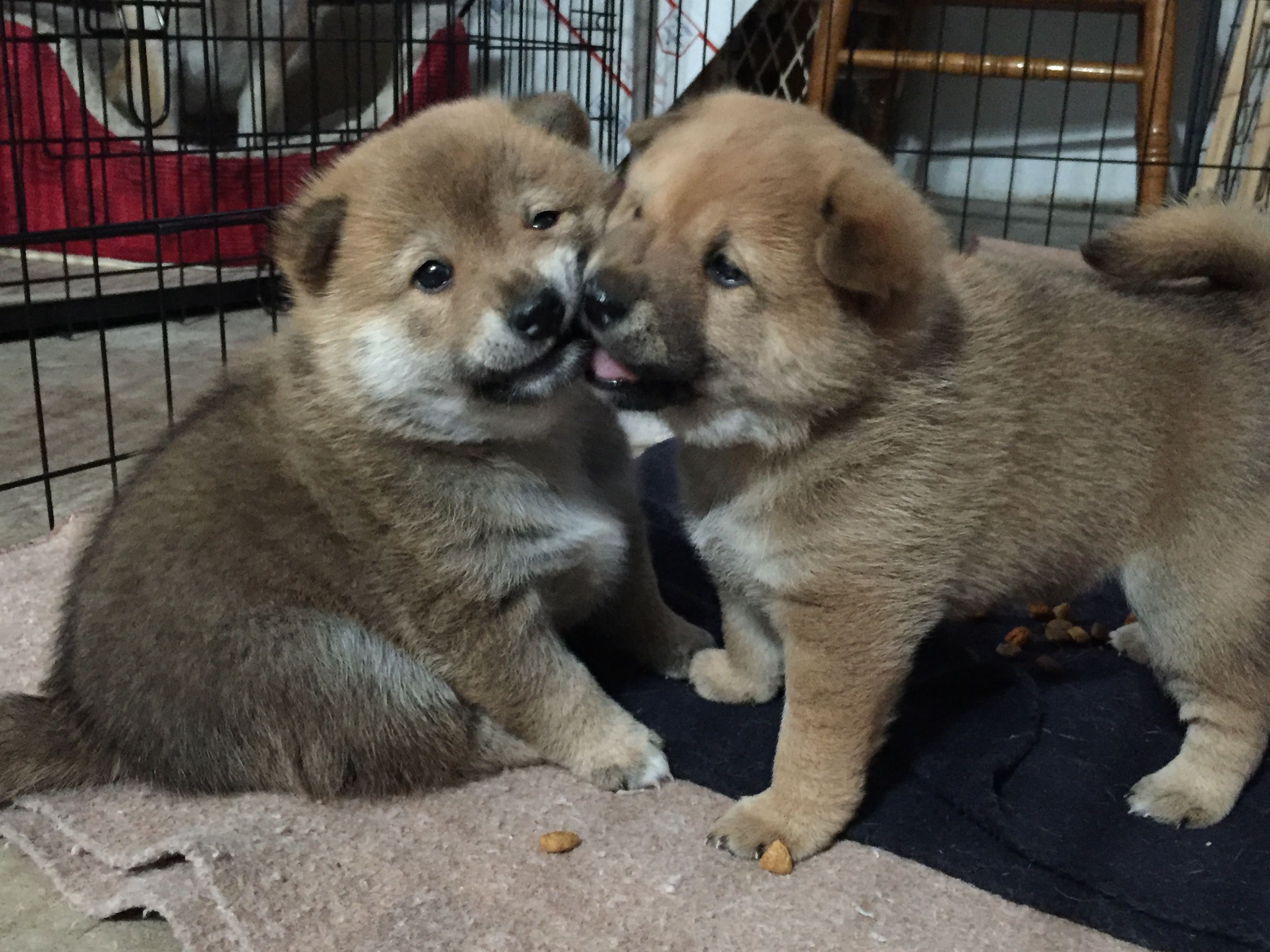 Shiba Inu Pups Avaliable Locally Pet Supplies