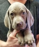 Weimaraner AKC puppies, blues