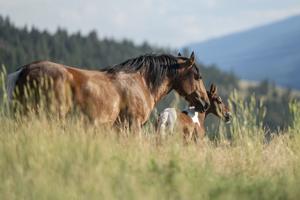 Miller Creek feral horses: Final comment taken on Missoula County resolution