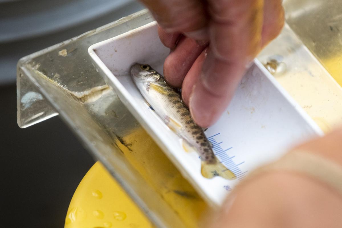 Ninemile Creek restoration 03