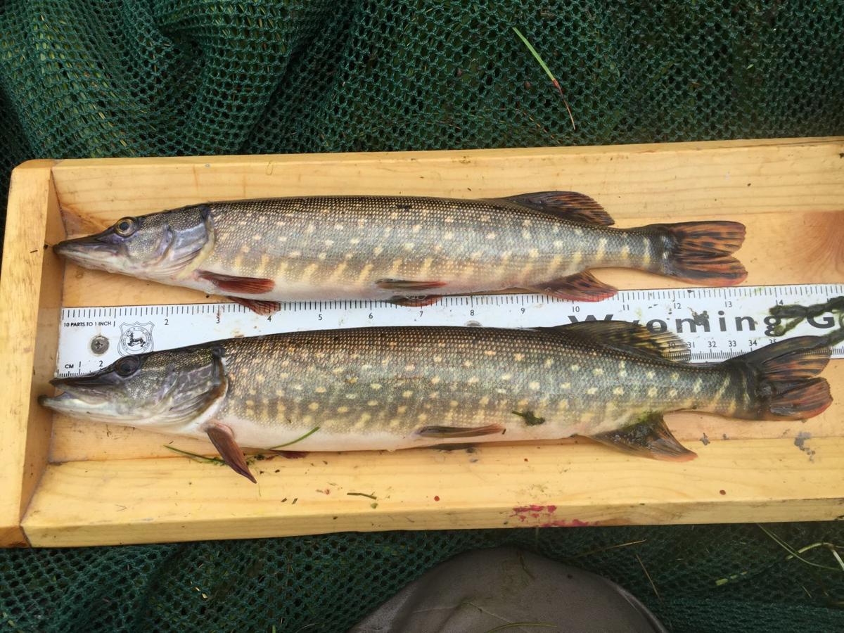Northern pike moved into a unique river in Wyoming, and are decimating