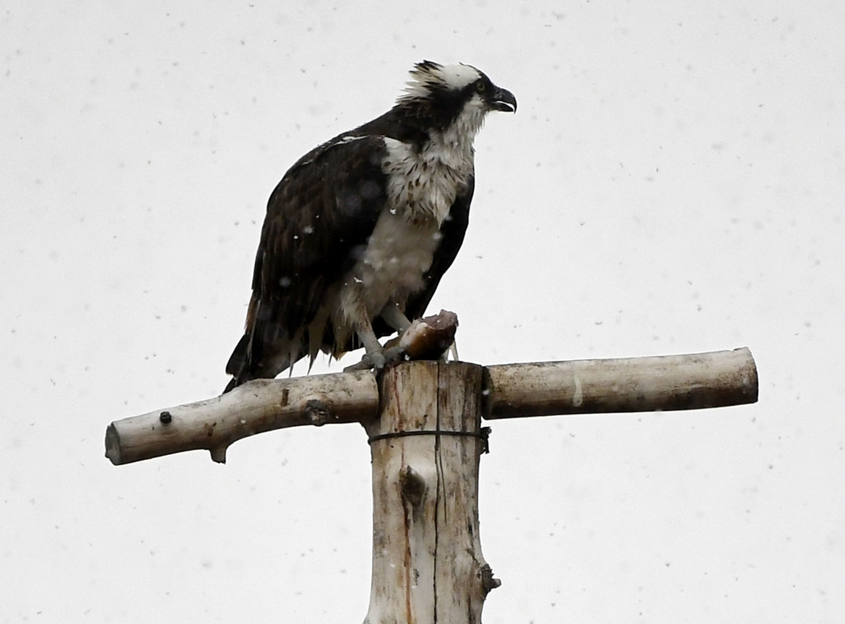 dunrovin osprey nest cam