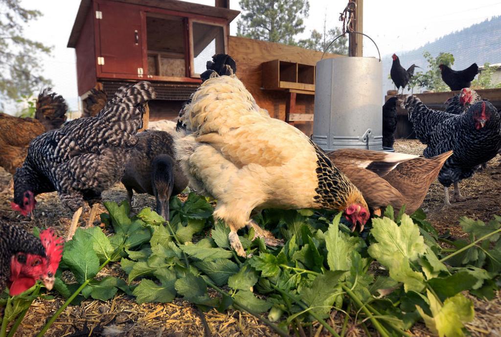 Tiny Farm In Hellgate Canyon Offers A Bounty Territory