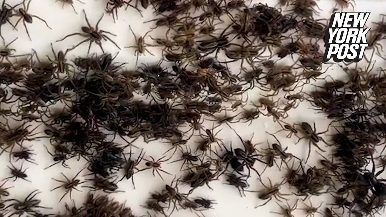 Spider infestation in Australia will have you bugging out