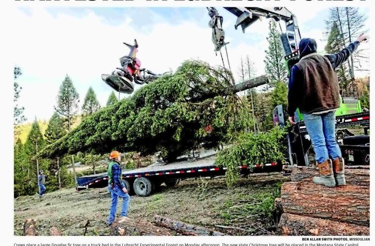 CAPITOL CHRISTMAS TREE HARVESTED IN LUBRECHT FOREST