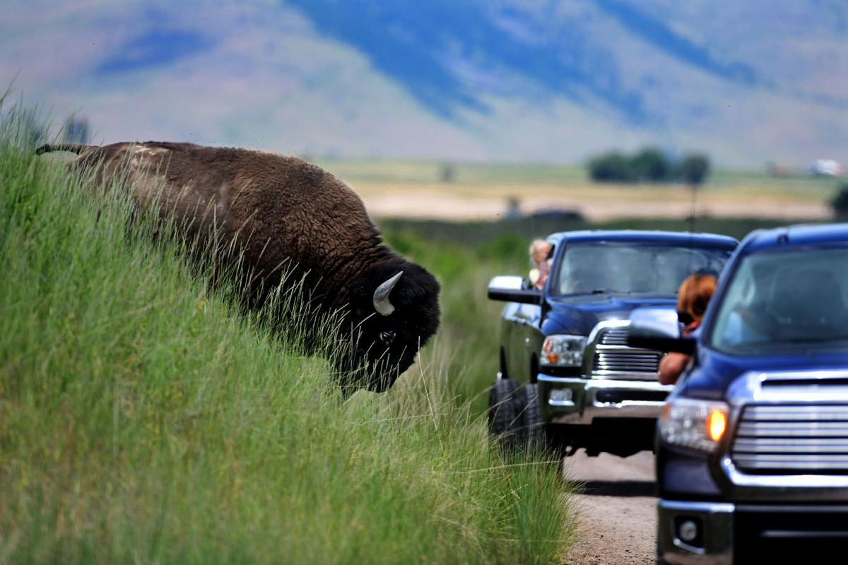 062319 bison-1-tm.jpg (copy)