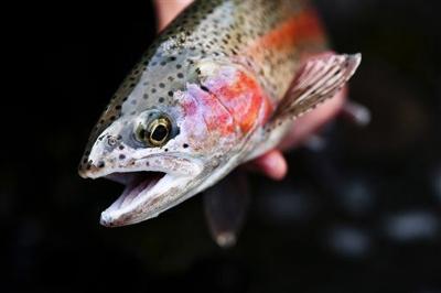 rainbow trout fishing good at helena area reservoirs outdoors