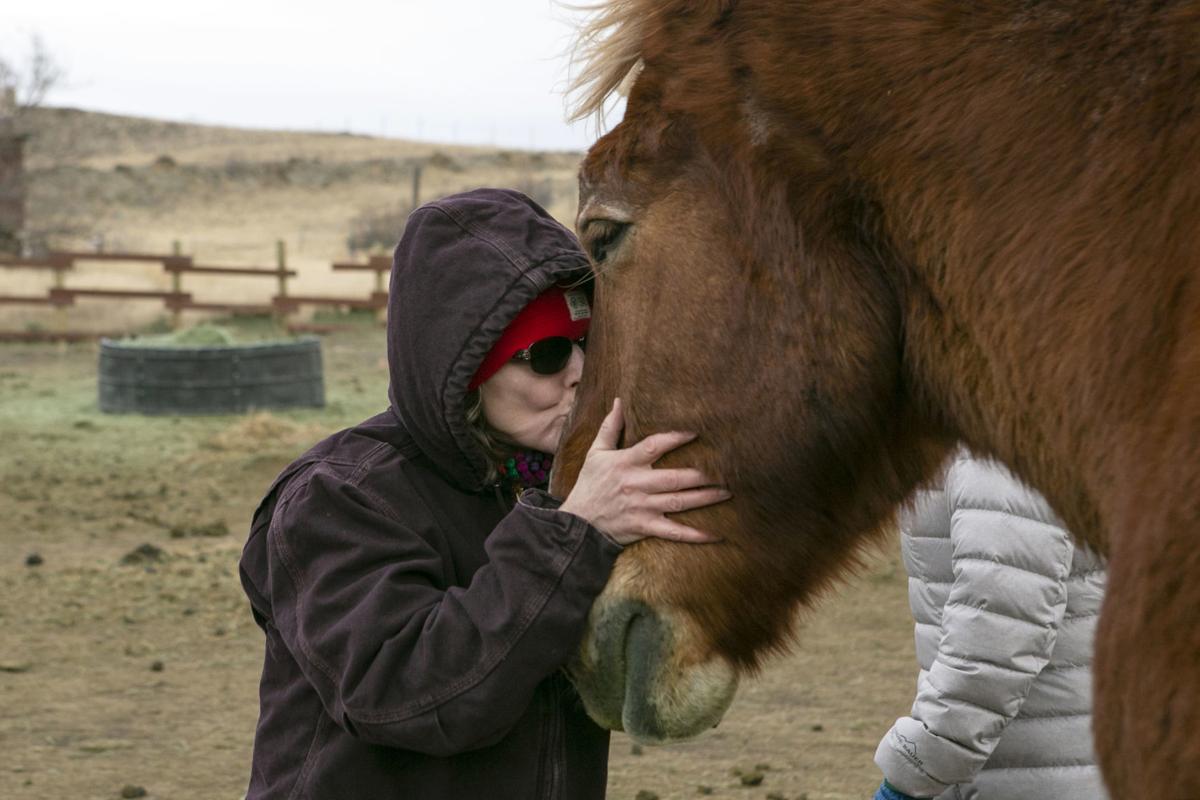 Exchange Draft Horse Sanctuary