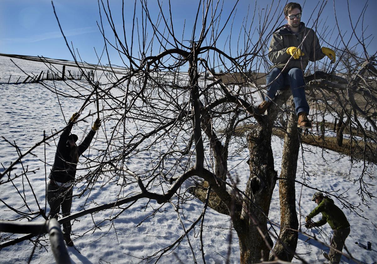 ‘Prune the Moon’ volunteers preserve historic orchard trees and root ...