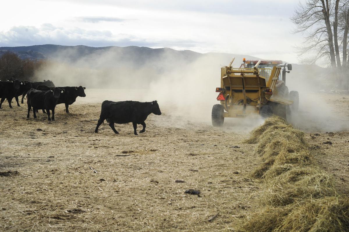 A rancher uses a bail spreader to feed his cattle on a family ranch outside Boulder, Mont.