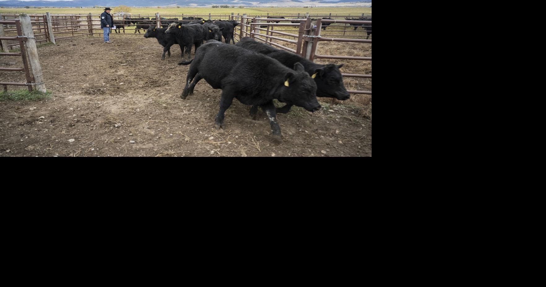 Montana delegation opposes Trump's deal to drop tariffs on imported foreign beef