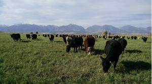 Commissioners approve Chesebro Ranch conservation easement