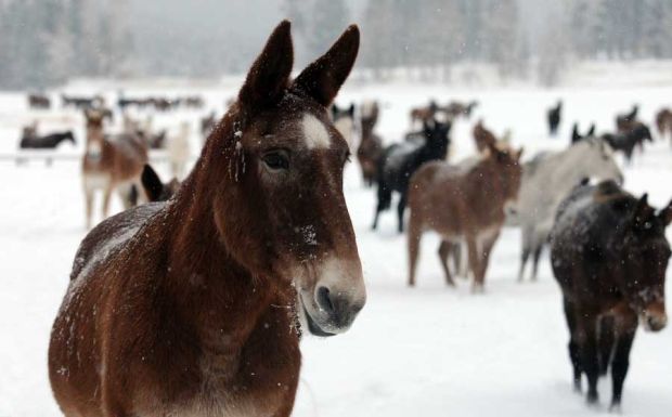 Missoula Car Dealers >> Winter at the Ninemile Remount Depot Missoula Car Dealers >> Winter at the Ninemile Remount Depot