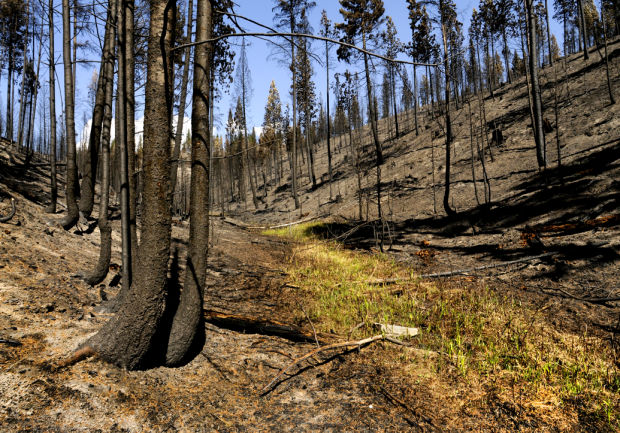 090813 lolo forest kw.jpg