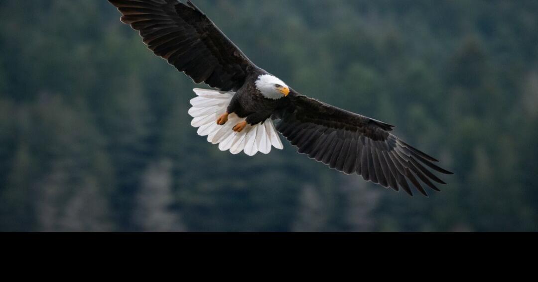 Bald eagle killing suspect misses court, arrest ordered