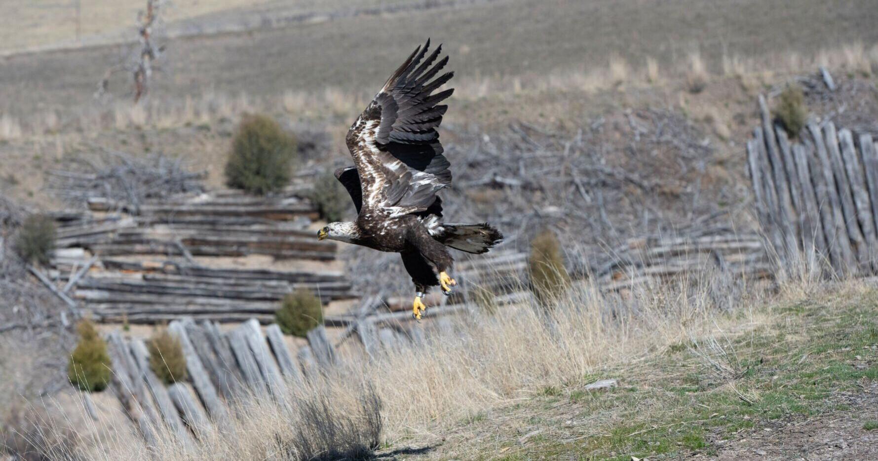 Stevensville bald eagle caught in leg-hold trap released - Vimarsana News