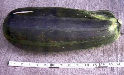 092410 bear zucchini