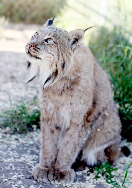 lynx cat pet