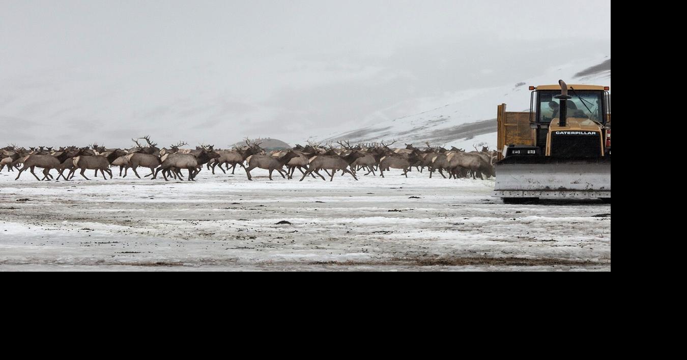 Elk Refuge disease discovery calls for talk of reducing nation’s largest herd
