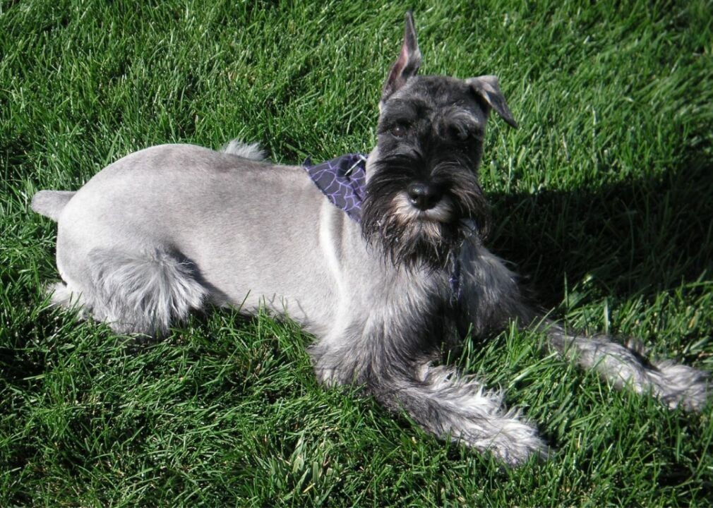 are standard schnauzer cat friendl