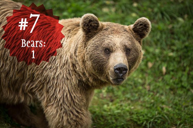 Most dangerous animals in Montana