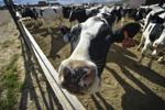 Holstein cows at the dairy farm in Montana State Prison.