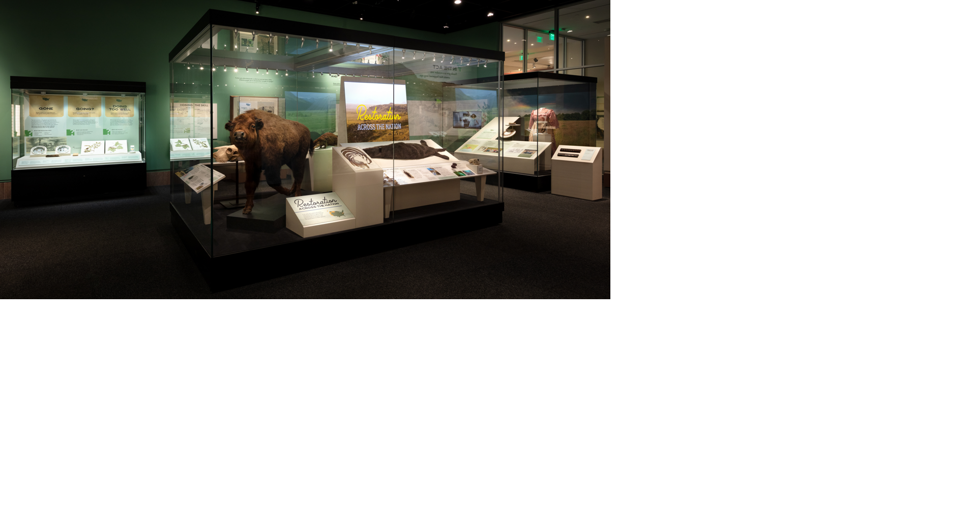Montana bison calf among new Smithsonian exhibit marking 250th anniversary