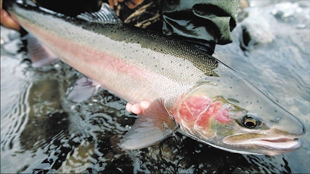 Conservation groups ready to take fight for Snake River steelhead to court