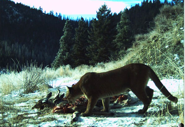 what does a puma eat