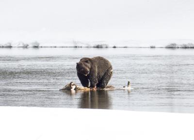 Grizzly bear on bison carcass in the Yellowstone River