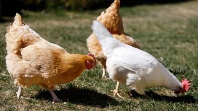 14 Salmonella Cases In Montana Linked To Backyard Poultry State