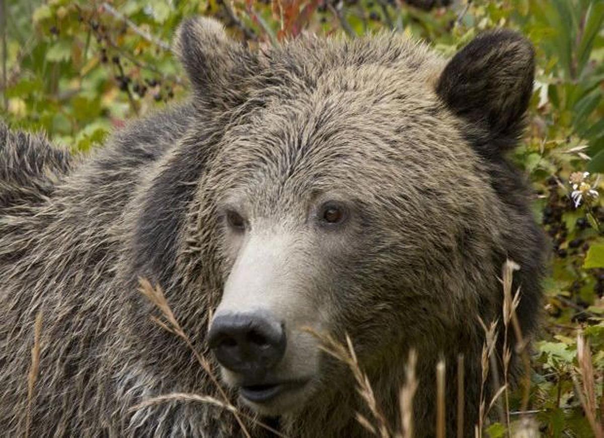 Grizzly