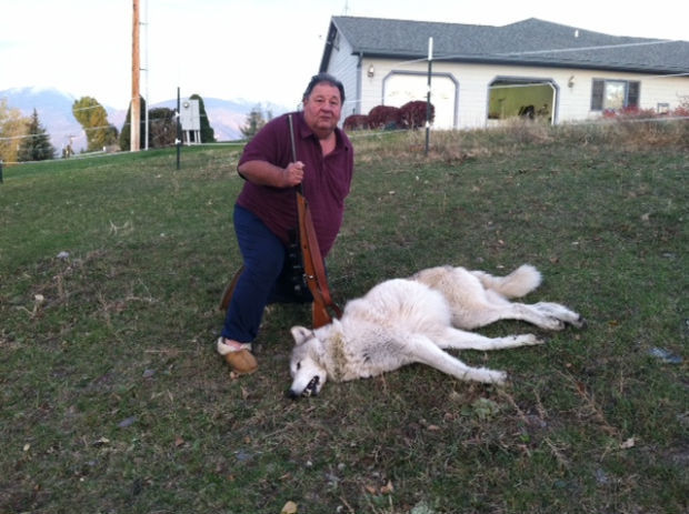 Wolf-dog hybrid shot