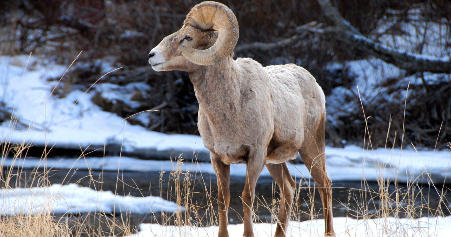 Montana man pleads guilty to giant sheep hybrid scheme - Vimarsana News