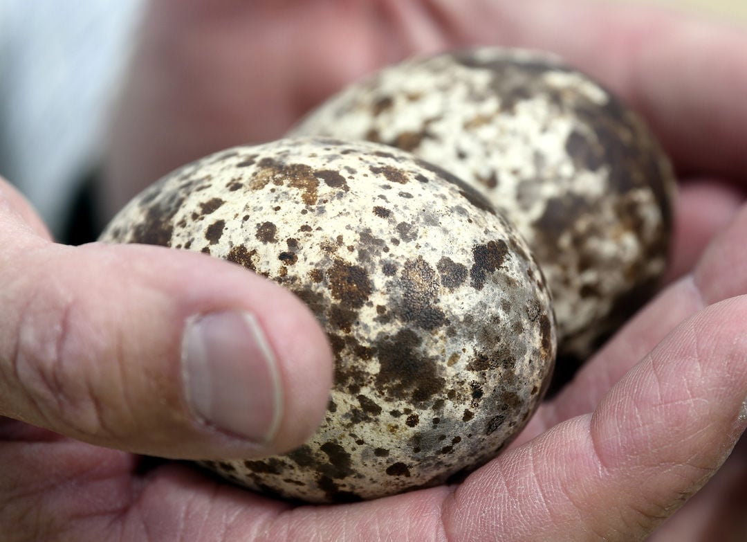 how many eggs do osprey lay