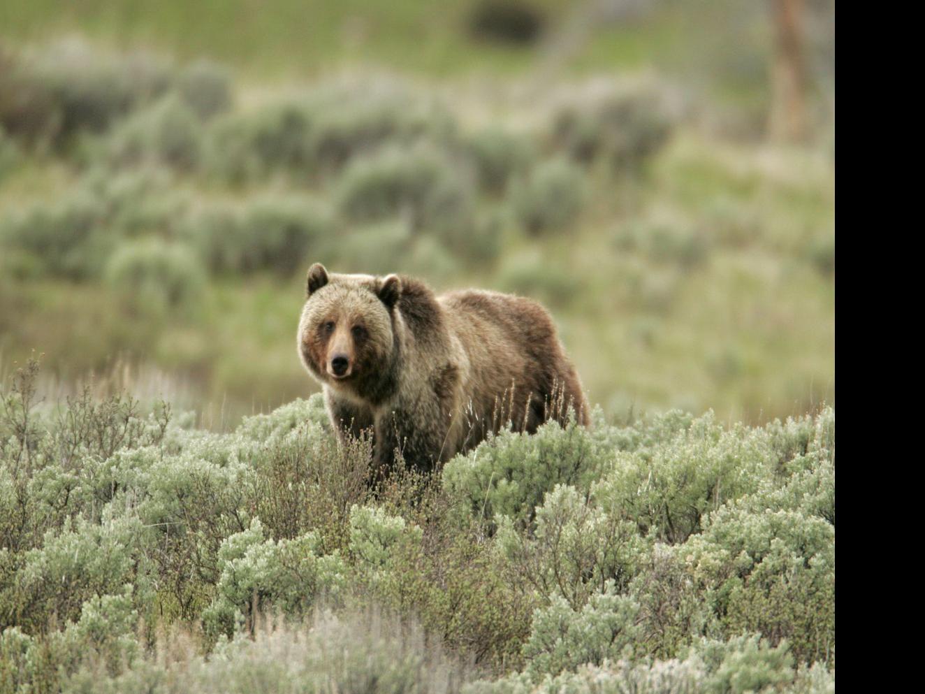 Grizzly Bears Showing Up On Prairies North Of Great Falls State Regional Missoulian Com Последние твиты от battlestate games (@bstategames). grizzly bears showing up on prairies