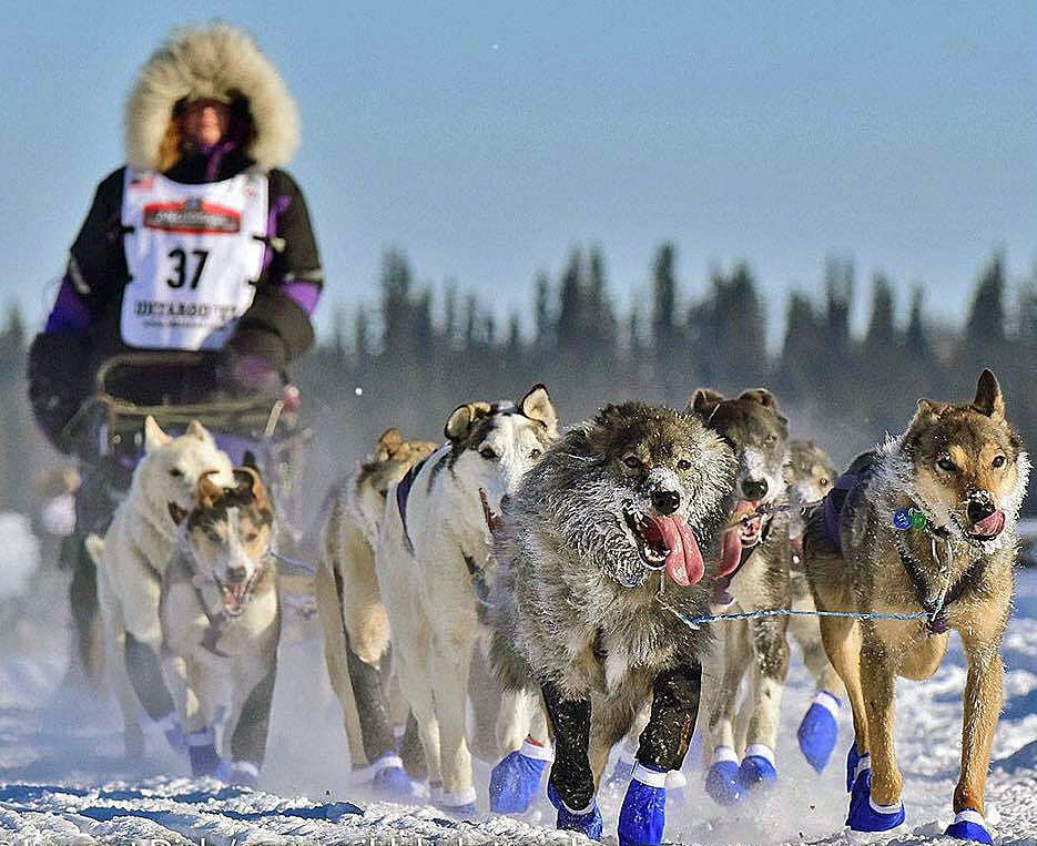 Alaska Iditarod 1000 mi Dog Sled Race I'm the lead dog.. bumper sticker 