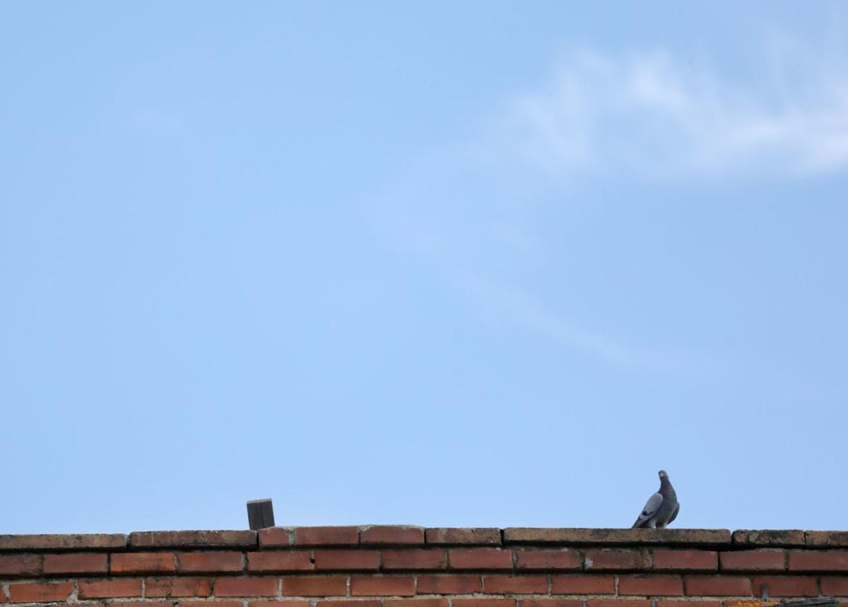 Lone pigeon