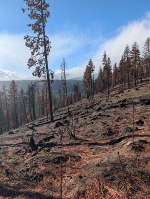 Bitterroot Front logging project won’t stop fires — It will harm forests and wildlife | Opinion